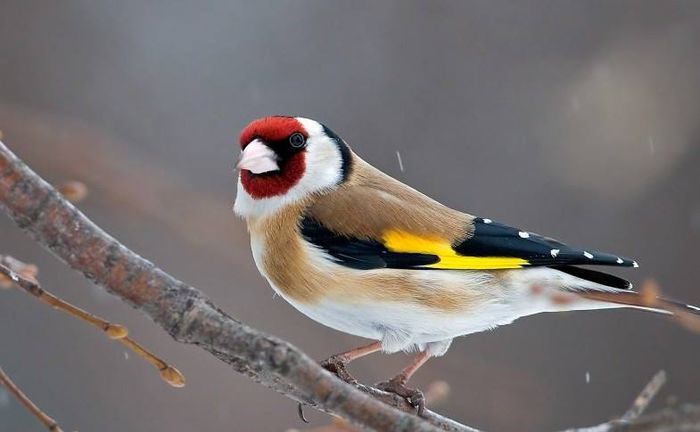 10354960_999467350079445_2875170717941237733_n