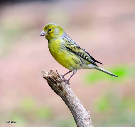 10403691_984484871577693_3510660403412149542_n