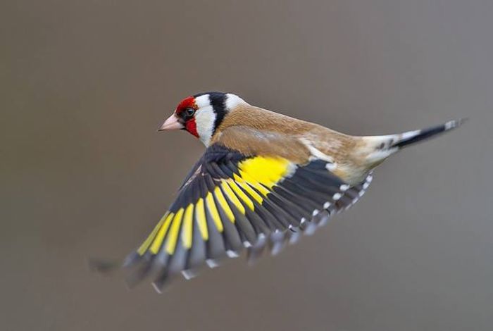 10404511_1001880019838178_7054367184349827931_n