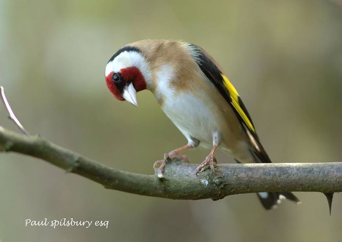 10405486_1004683562891157_7352524103301033913_n