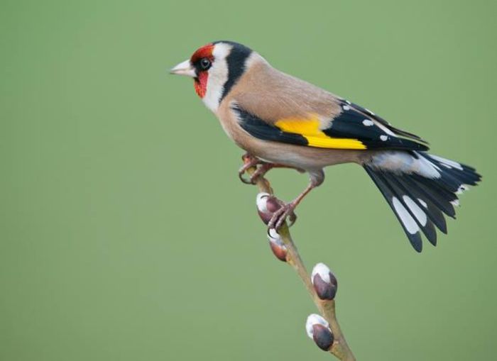 10423902_1018601898165990_705468274681135997_n