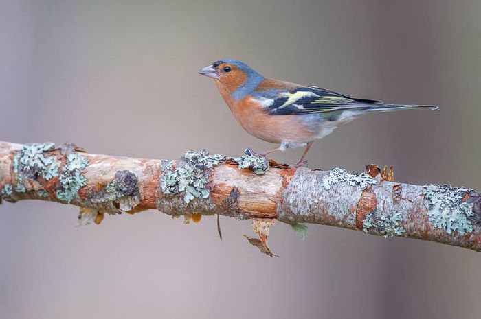 10487197_1015846731774840_8298999552154061315_n