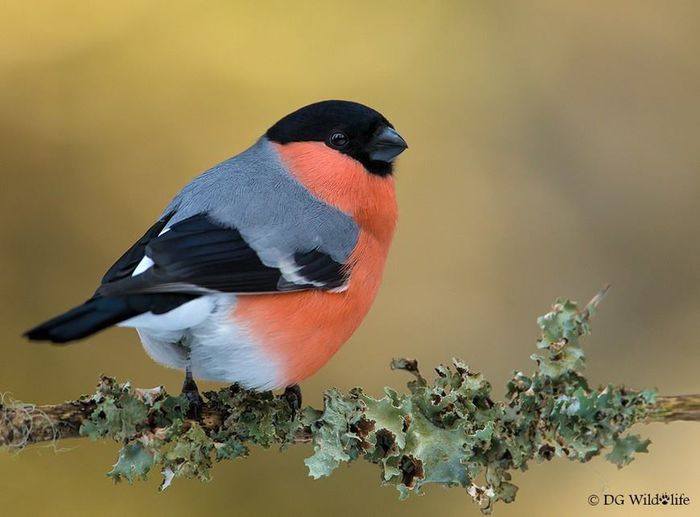 10525816_1020338074659039_6898508895400670290_n