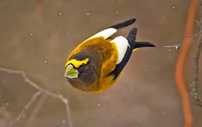 10632611_1005822786110568_8476531286428442414_n