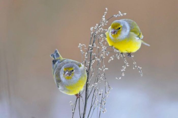 10679894_976580132368167_8125581969685239029_o