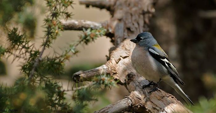 10697322_989561604403353_4524140439970278975_o