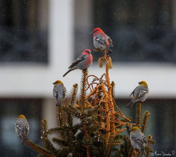 10698709_1005820989444081_2241980726729246013_n