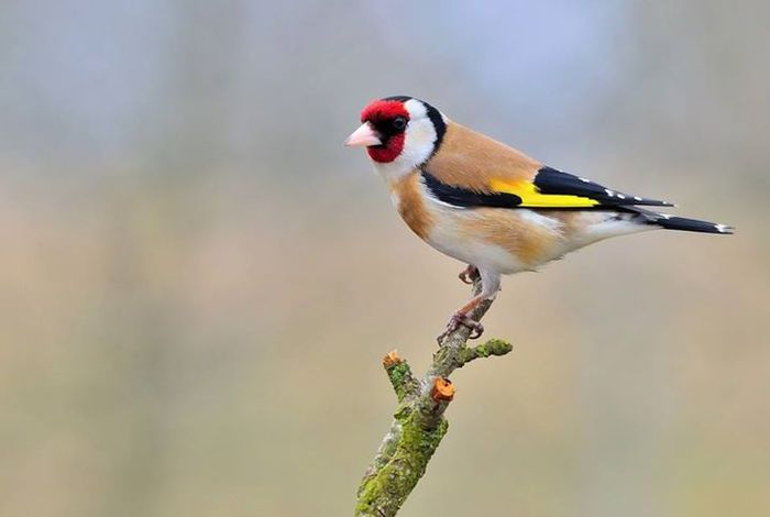 10704104_991836200842560_1919686705702416860_n