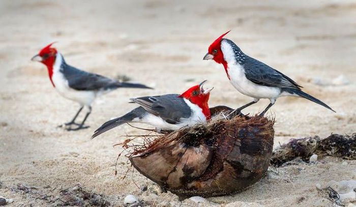 10710659_980575351968645_2499957764356536112_n