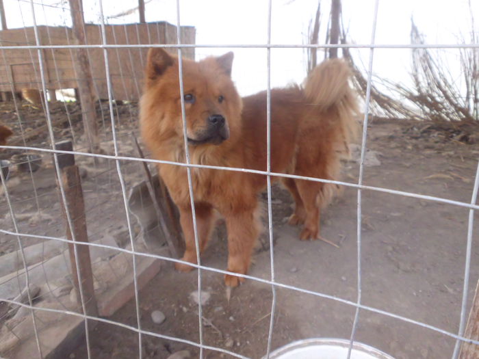 IMG_0903 - chow-chow femela 2 ani de vanzare