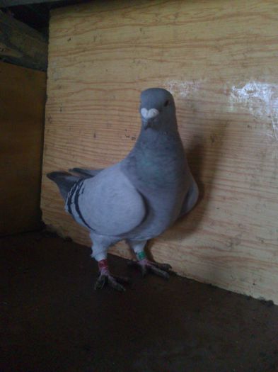 DSC_0560 - femele matca 2014