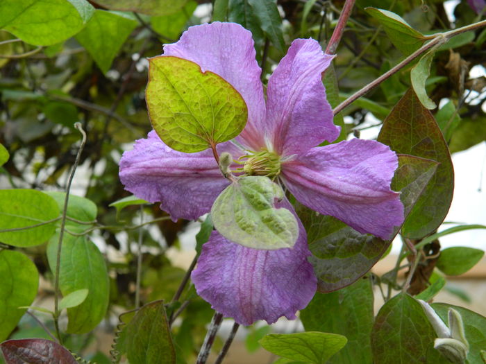 DSCN4163 - CLEMATITA_DE_NOIEMBRIE_2014