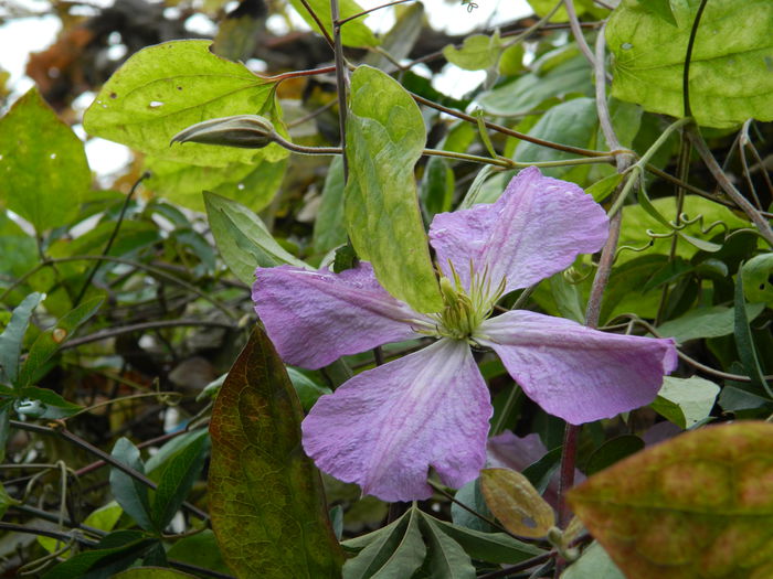 DSCN4164 - CLEMATITA_DE_NOIEMBRIE_2014