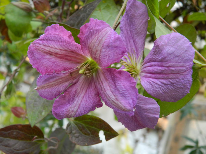 DSCN4165 - CLEMATITA_DE_NOIEMBRIE_2014