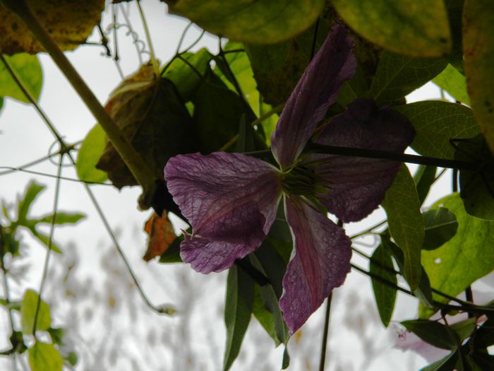 DSCN4166 - CLEMATITA_DE_NOIEMBRIE_2014