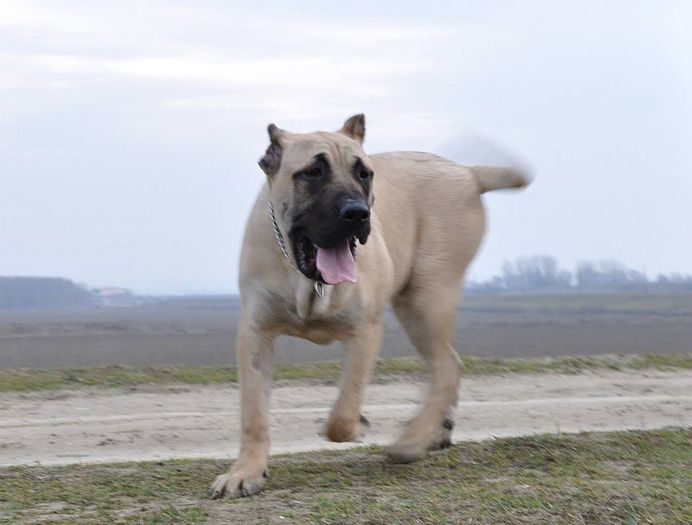 orrick viching guard