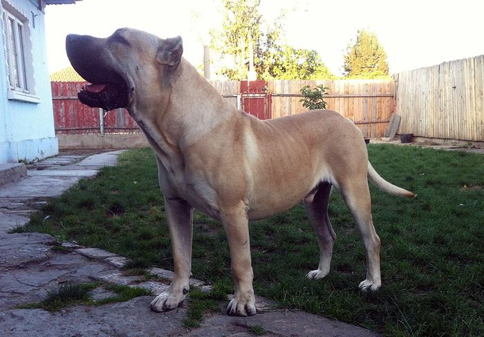 orrick viching guard