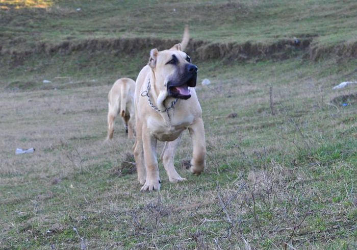 orrick viching guard