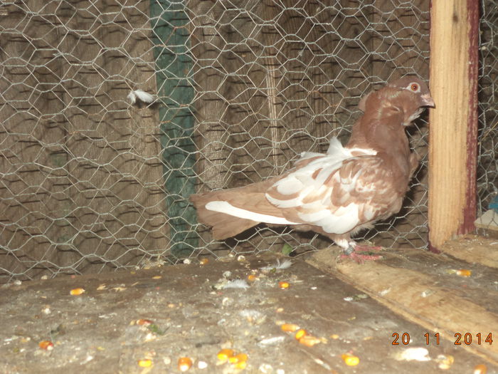 mypigeons un baiat deosebit. - ACHIZITII