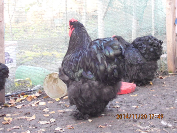 IMG_6617 - TINERET 2014   2