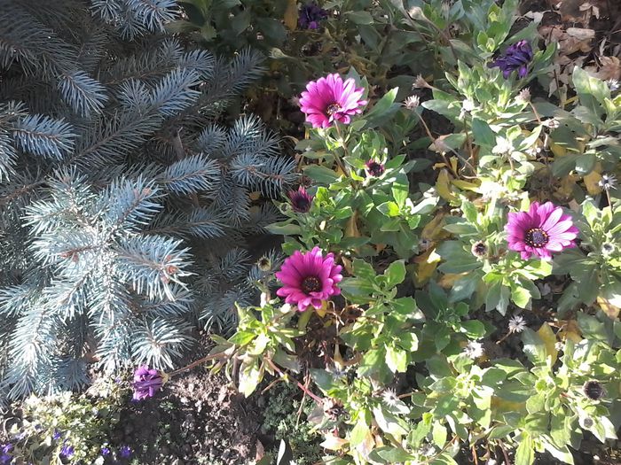 20141115_115055 - Osteospermum