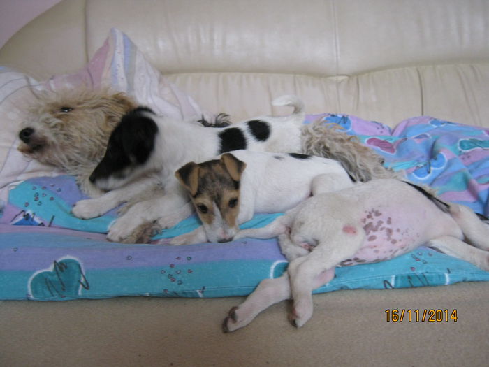 Catelusa la mijloc 200 lei