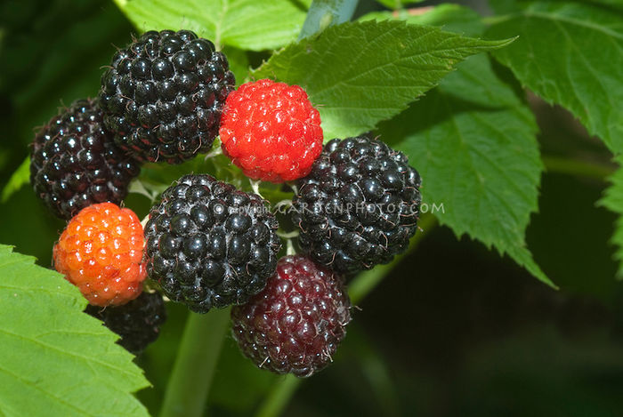 Raspberry Black 1 - POMI FRUCTIFERI NOUTATI 2014