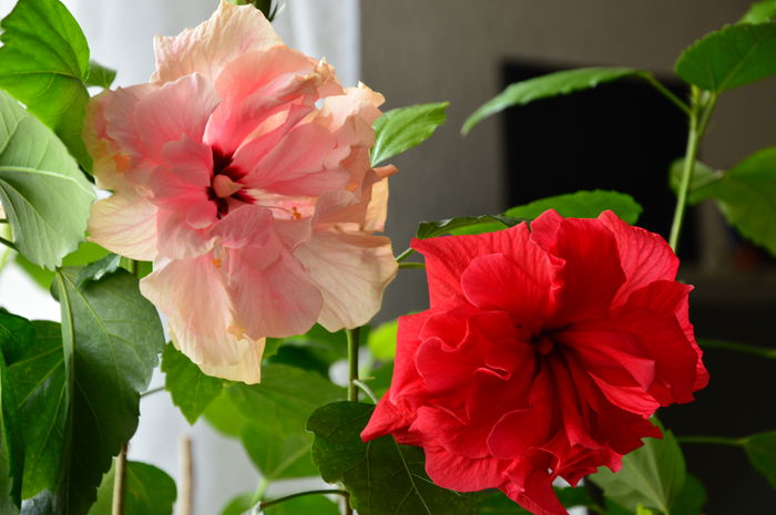 Hibiscus Rosu si Roz-galben dublu - Noiembrie