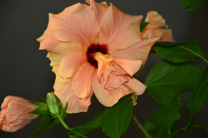 Hibiscus Portocaliu dublu