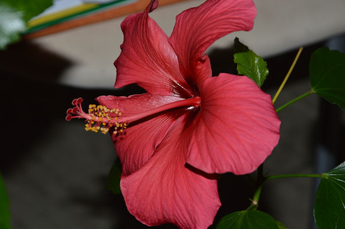 Hibiscus Rosu - Noiembrie