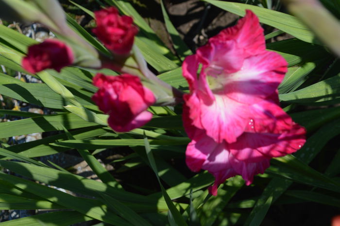 DSC_0011 - gladiole 2014