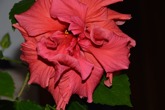 Hibiscus rosu dublu