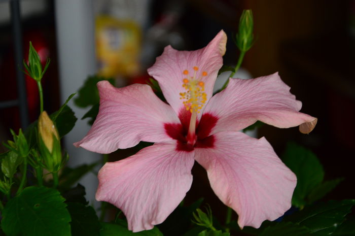 Hibiscus Roz simplu - Noiembrie