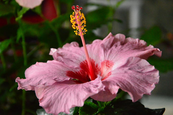 Hibiscus Roz - Noiembrie