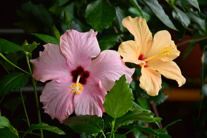 Hibiscus simplu; Noi ne-am polenizat, suntem frati!
