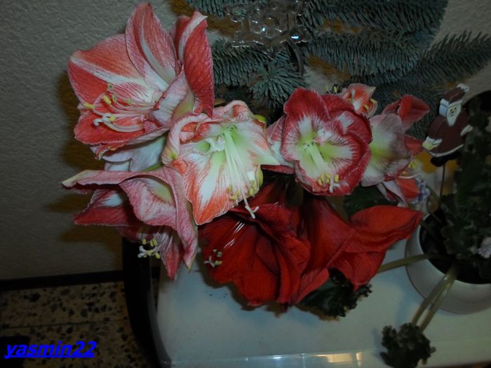 SAM_4039   Dec.2013 - Z-Buchete