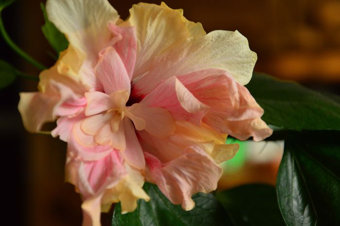 Hibiscus dublu; Toamna se schimba culorile
