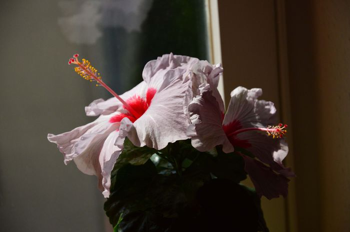 Hibiscus roz; Noi suntem tare mandrii !
