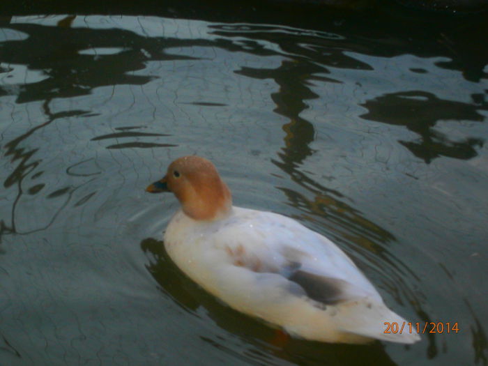PB204990 - Rate Pitice Caal Duck