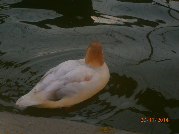 PB204991 - Rate Pitice Caal Duck