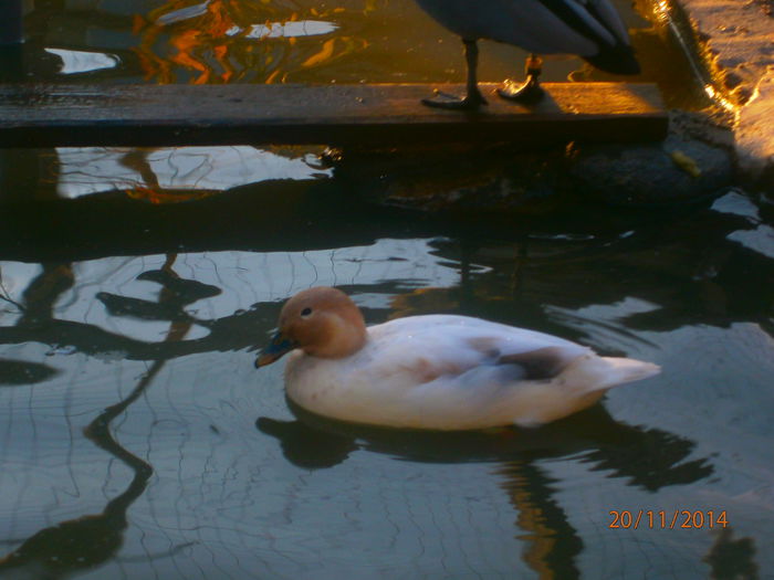 PB204986 - Rate Pitice Caal Duck