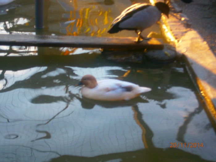 PB204987 - Rate Pitice Caal Duck