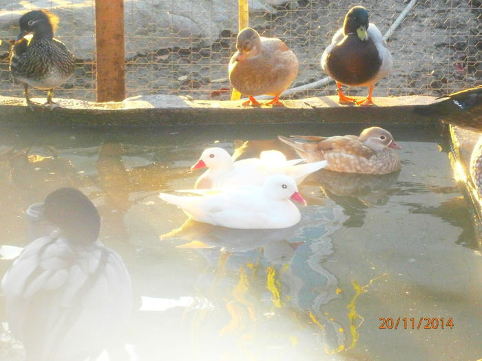 PB204994 - Rate Pitice Caal Duck