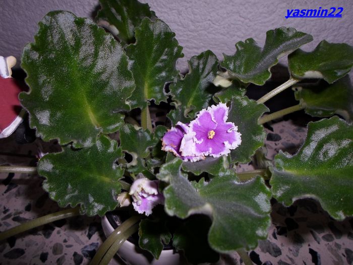 SAM_4064   Dec.2013 - Guelphs Christmas