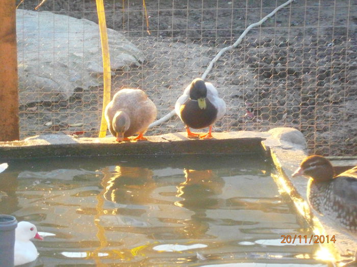 PB204988 - Rate Pitice Caal Duck