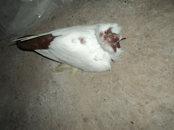 DSC06646