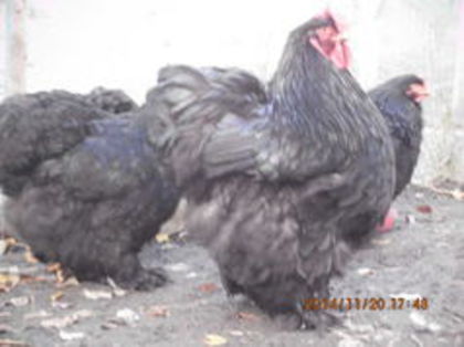 100952032_MTOLPTL3