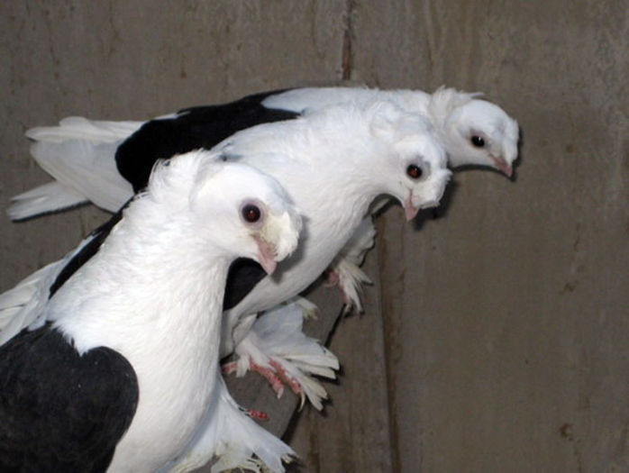 46 - 0 Rase de porombei  deosebite