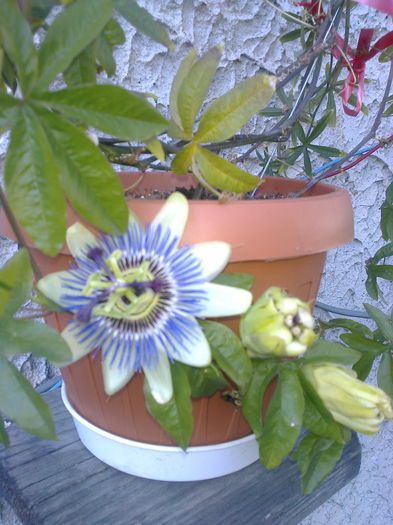 passilora coerulea - PASSIFLORA