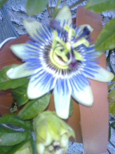 Fotografie0255 - PASSIFLORA